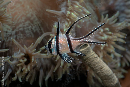 Beautiful banggai cardinal fish at coral reef photo