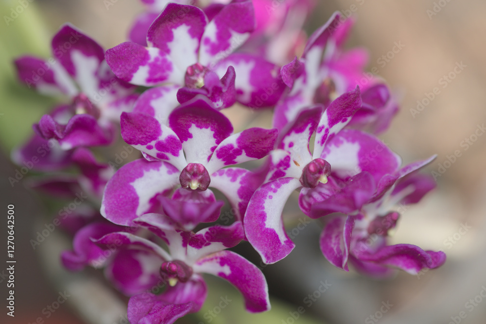 Macro photography of the Chang Kra orchid petals Macro photography of the Chang Kra orchid petals