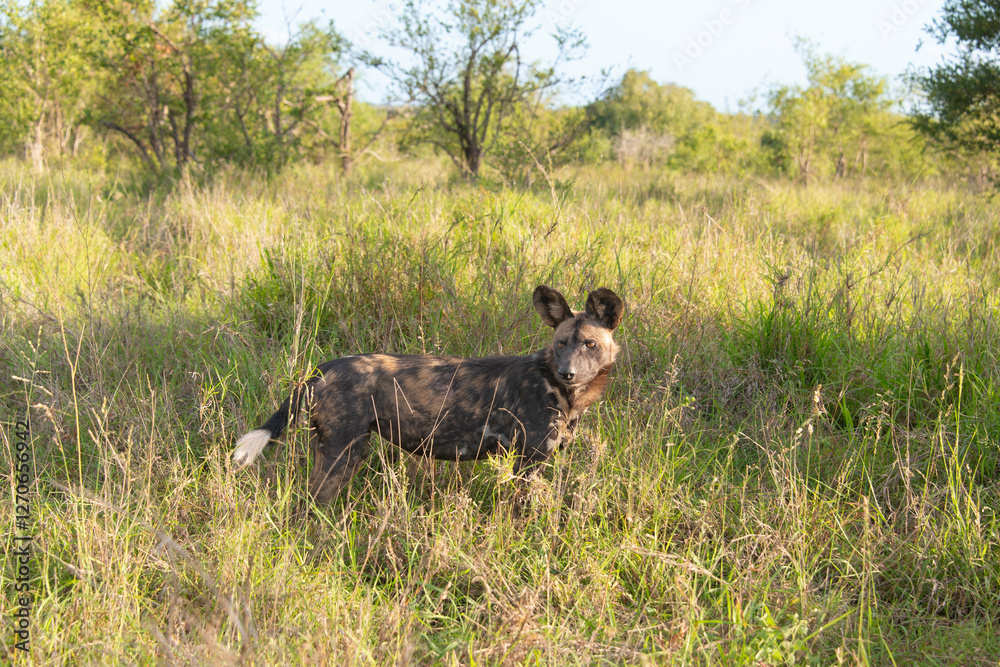 Lycaon, Lycaon pictus, Afrique du Sud Lycaon, Lycaon pictus, Afrique du Sud
