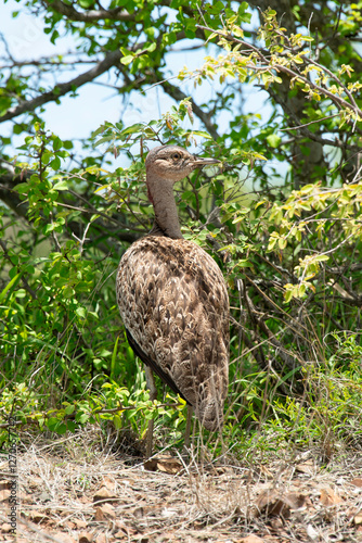 Outarde houppette,.Lophotis ruficrista, Red crested Korhaan, Eupoditis ruficrista photo