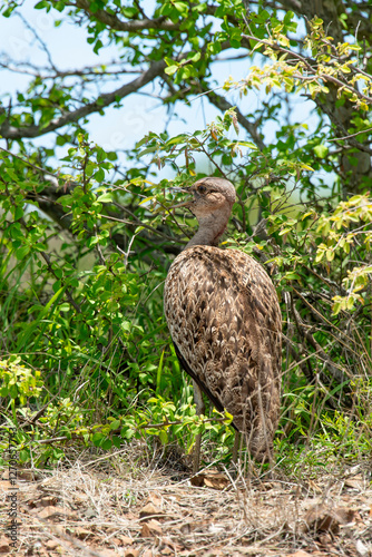 Outarde houppette,.Lophotis ruficrista, Red crested Korhaan, Eupoditis ruficrista photo