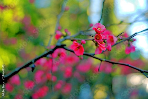 Blooming quince in spring in a fruit garden