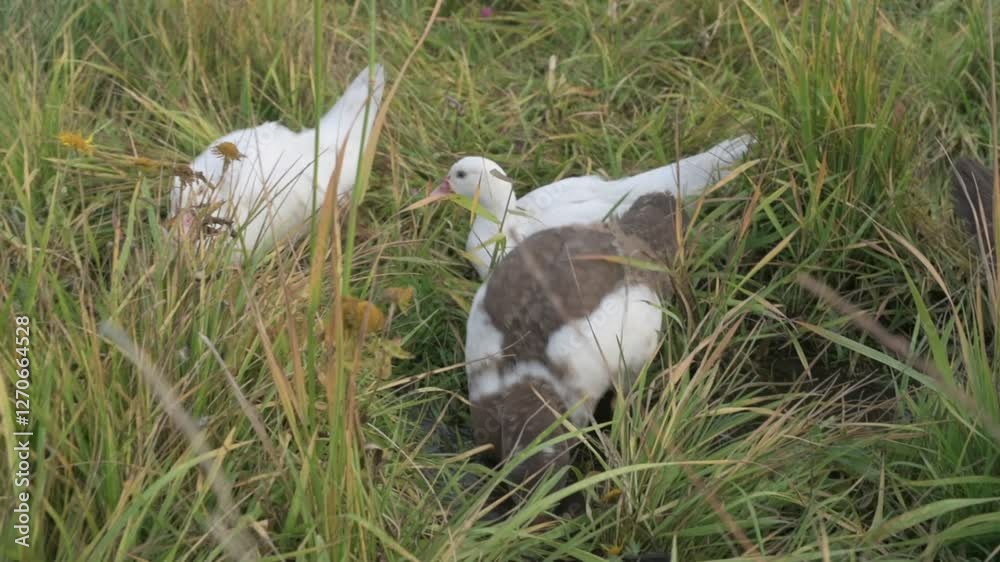 White and brown ducks on green grass. Domestic geese walking on a farm White and brown ducks on green grass. Domestic geese walking on a farm