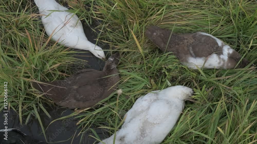 White and brown ducks on green grass. Domestic geese walking on a farm White and brown ducks on green grass. Domestic geese walking on a farm