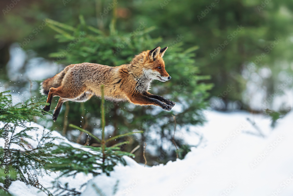 Fototapeta premium male red fox (Vulpes vulpes) high jump over the snow