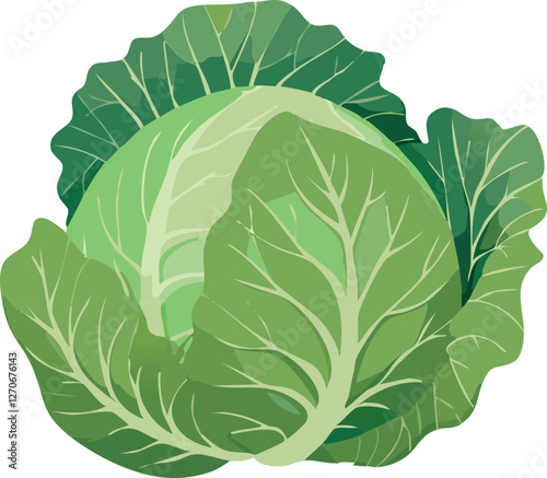 Cabbage