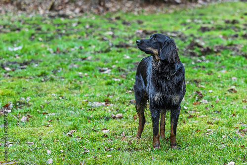 female black and gold Hovie dog hovawart posing on the grass photo