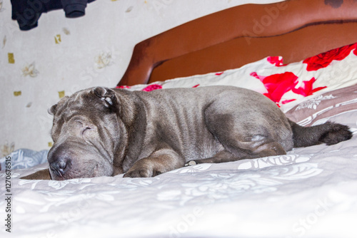 European Shar Pei, blue, gray dog, lying on the sofa, put his big head, dozing, purebred, full height, handsome, respectable, domestic, pet, well-groomed, adult, folds photo