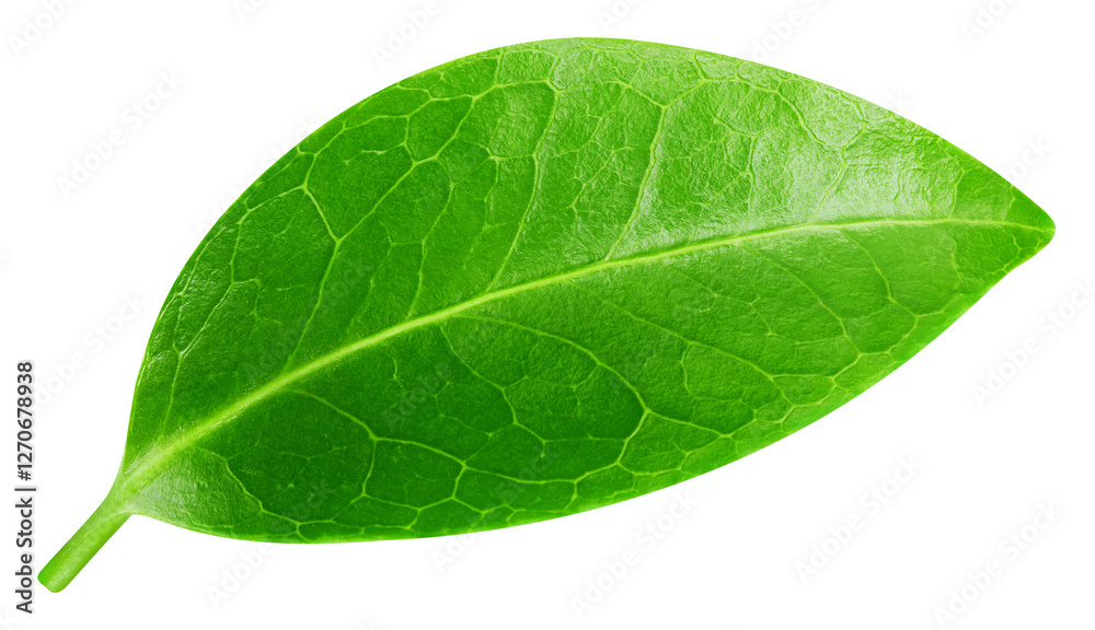 Obraz premium Leaf macro studio photo. Leaf isolated on white background. Clipping path Leaf