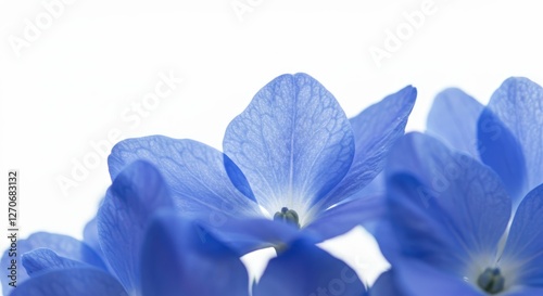Blue Petals Delicate Flowers on a White Background 