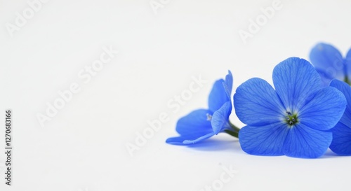 Blue Petals Delicate Flowers on a White Background 