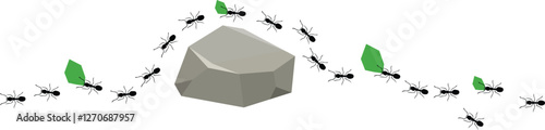 Leafcutter Ants Are Crossing a Big Rock ,Leaf-cutter ants, Acromyrmex octospinosus, carrying leafs in an ant road