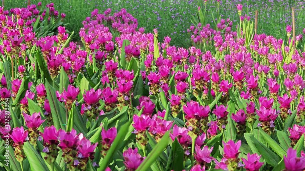 Purple Siam Tulip called Curcuma sessilis in the garden. Purple Siam Tulip called Curcuma sessilis in the garden.