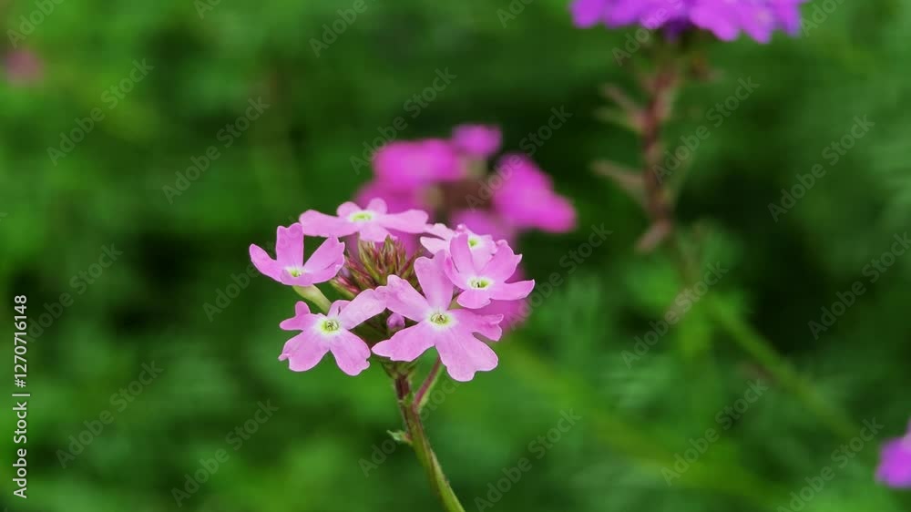 Pink garden verbena in the garden. Pink garden verbena in the garden.