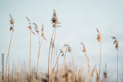 grass weeds in the wind beautiful nature 