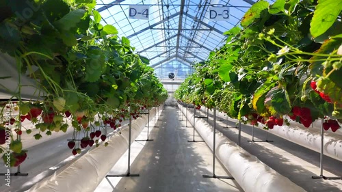 Modern Strawberry Greenhouse with Hydroponic Farming System