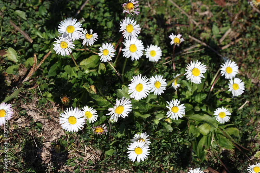 close up of wild daisy flowers in the field