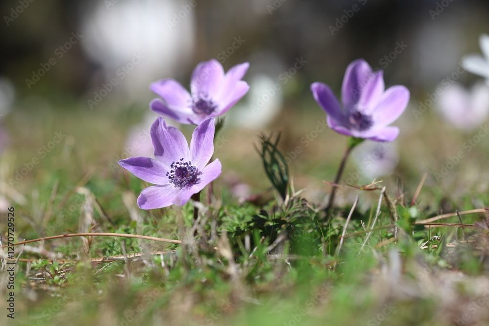 purple anemones in a serene meadow in early spring purple anemones in a serene meadow in early spring