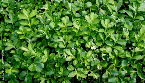 Wallpaper Mural Close-up of fresh watercress, showcasing its delicate leaves and vibrant green color. Ideal for healthy food, salads, or vegetable concepts. Texture, background. Torontodigital.ca