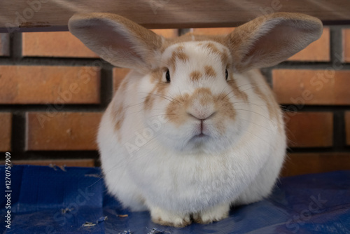 white rabbit 