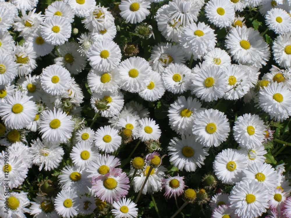 Fototapeta premium flower