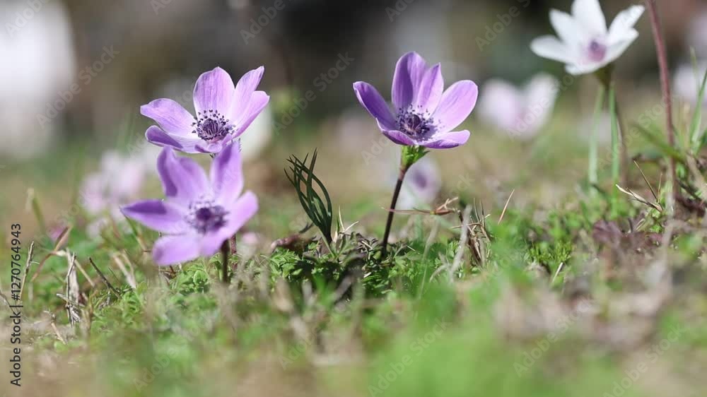 purple anemones in the garden in spring purple anemones in the garden in spring