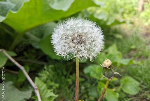 Dandelion in summer. On the edges of roads, in private yards, in fields, dandelion plants form a beautiful ball basket with a ripe solution, which at the first breath of wind blows around.
 photo