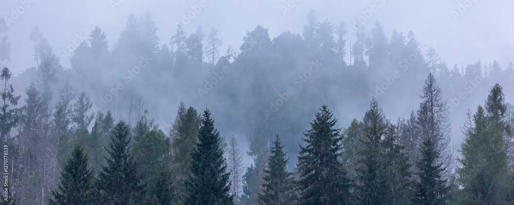 Obraz premium Pine trees black stylized silhouette photo