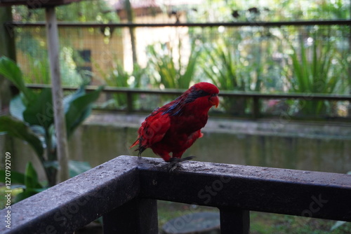Photography Red parrot in Kuala Lumpur Bird Park, Malaysia