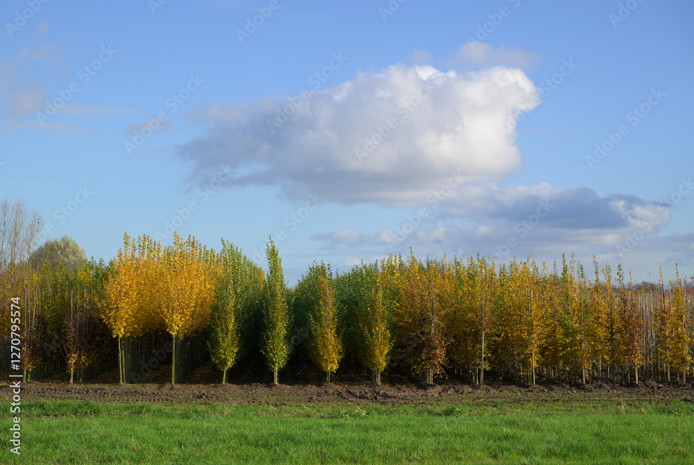 Tree nursery in autumn with yellow foliage in the Netherlands Tree nursery in autumn with yellow foliage in the Netherlands
