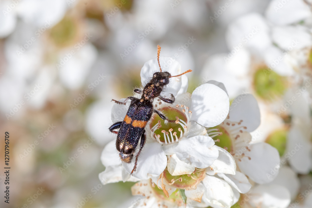 Australian Clerid Beetle with Orange Antennae on Native Flora – Macro Shot
Australian Clerid Beetle with Orange Antennae on Native Flora – Macro Shot