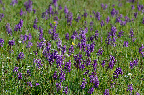 Kleines Knabenkraut (Anacamptis morio)