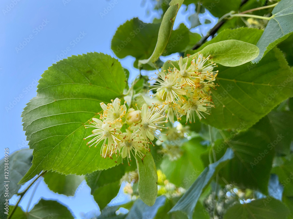 linden tree in blossom, linden flowers on background , linden, flowers, nature, close-up linden tree in blossom, linden flowers on background , linden, flowers, nature, close-up
