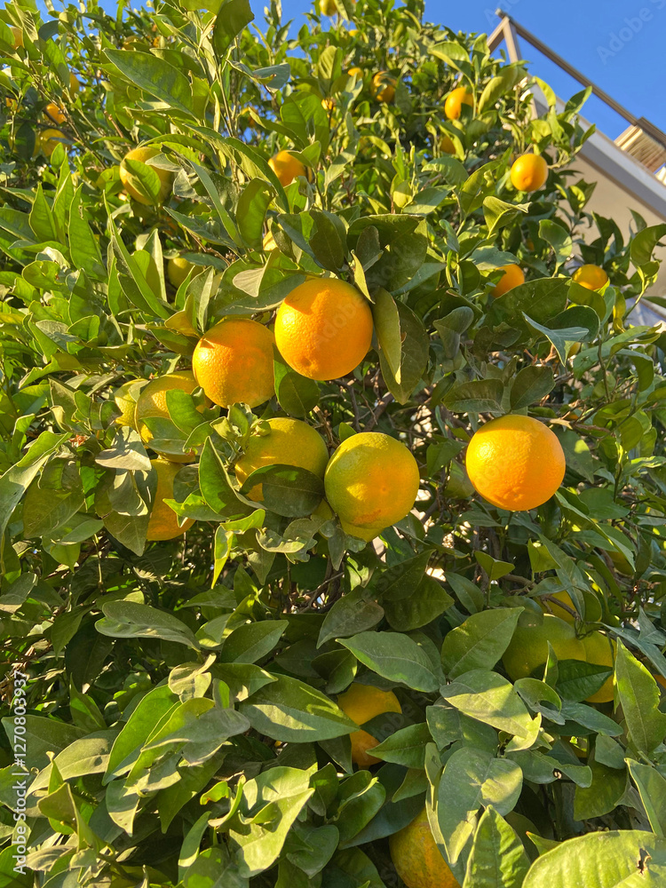 Orange trees, Ornamental orange trees in the streets, orange harvest Orange trees, Ornamental orange trees in the streets, orange harvest