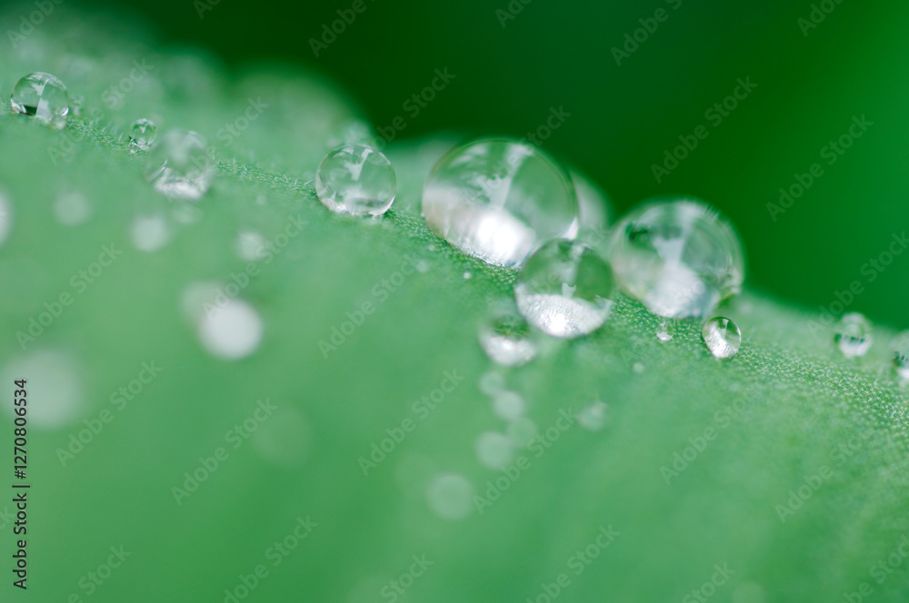 Close-up of water droplets on a tulip leaf in Bavaria, Germany Close-up of water droplets on a tulip leaf in Bavaria, Germany