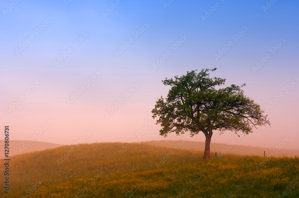 Fruit tree on a misty morning at sunrise in Kanton Z�rich, Switzerland Fruit tree on a misty morning at sunrise in Kanton Z�rich, Switzerland