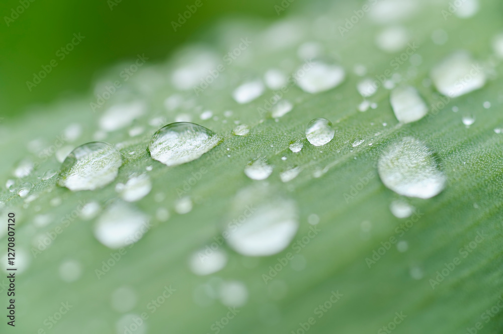 Water droplets on a tulip leaf in spring, Bavaria, Germany