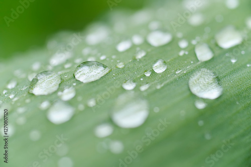 Water droplets on a tulip leaf in spring, Bavaria, Germany