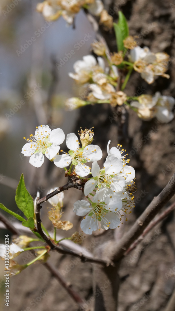 Obraz premium Vertical image of Close up of white apple blossoms growing from a brown tree branch. Background is intentionally out of focus or blurred