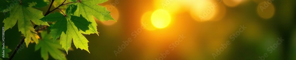 Emerald green maple leaves against a warm sunset, autumn, sky, nature Emerald green maple leaves against a warm sunset, autumn, sky, nature