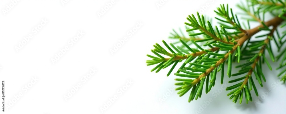 Fresh green fir branch against a plain white background, color, simple Fresh green fir branch against a plain white background, color, simple