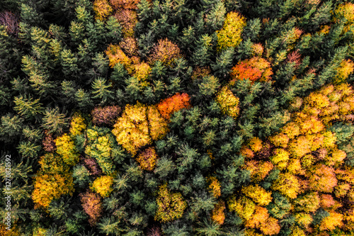 Aerial view of a colorful autumn forest in Mondsee, Austria photo