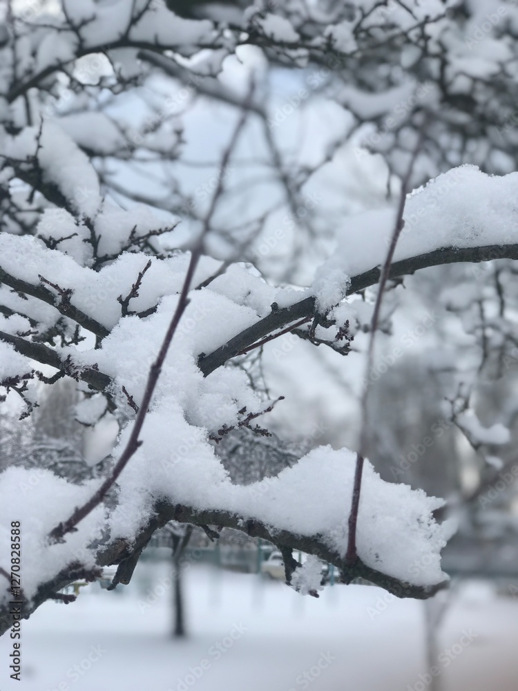 tree in snow tree in snow