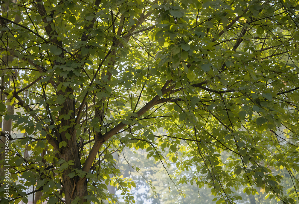 Fototapeta premium Sunlit Tree Canopy