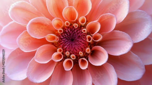 Beautiful pink flower blooming with soft focus background during sunny afternoon
