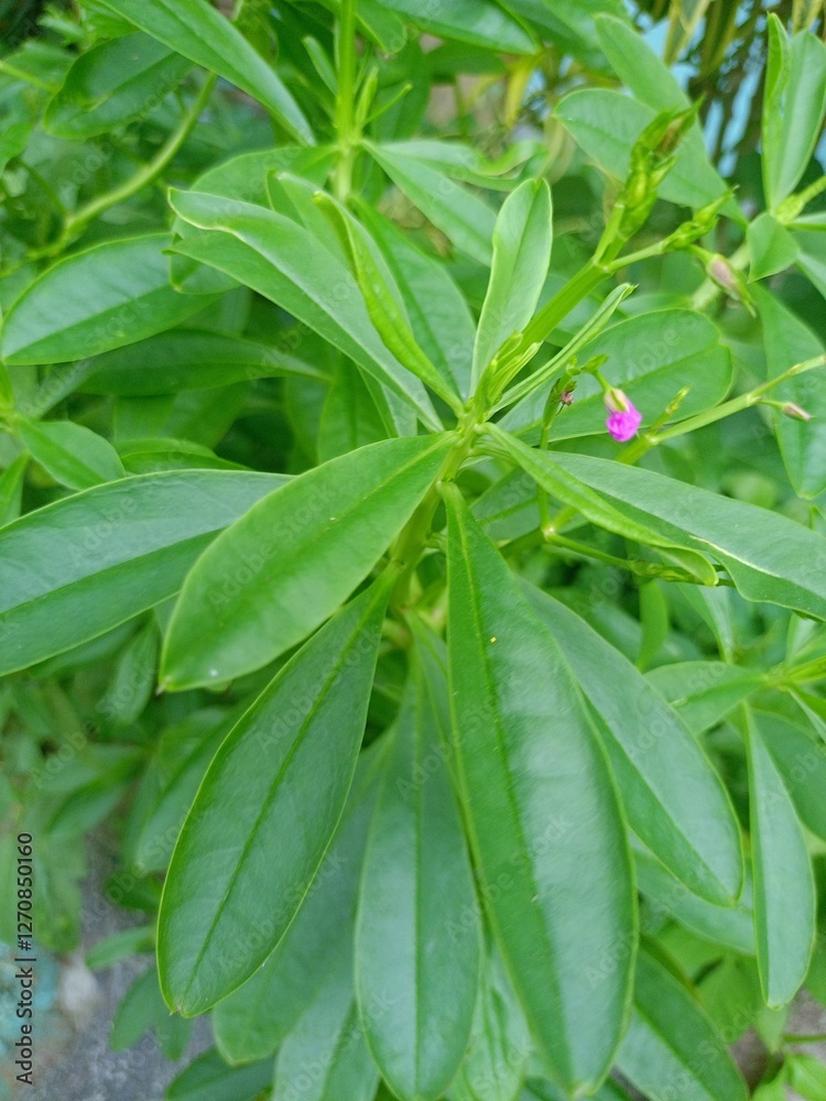 Obraz premium fresh basil leaves