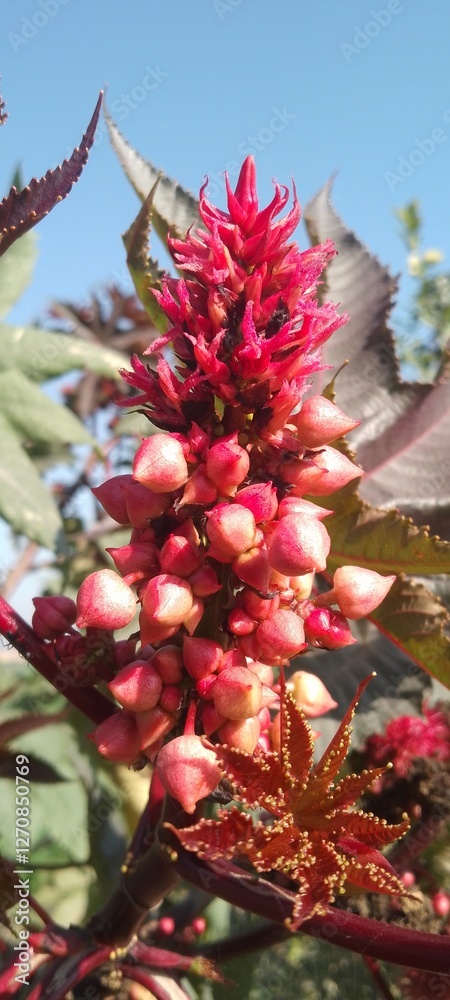 red flowers in the garden and blossom spring season beautiful flowers