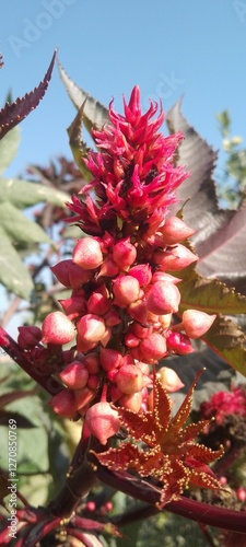 Obraz na płótnie red flowers in the garden and blossom spring season beautiful flowers w salonie