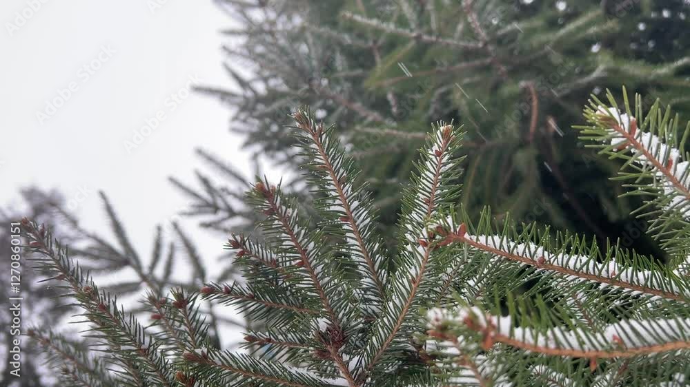christmas tree branches christmas tree branches