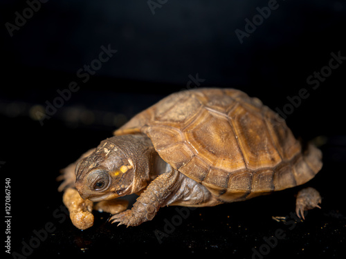 餌を食べるミツユビハコガメのベビー photo